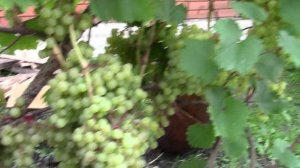 Обзор виноградника в Мордовии на 25 августа 2025г (часть 2)