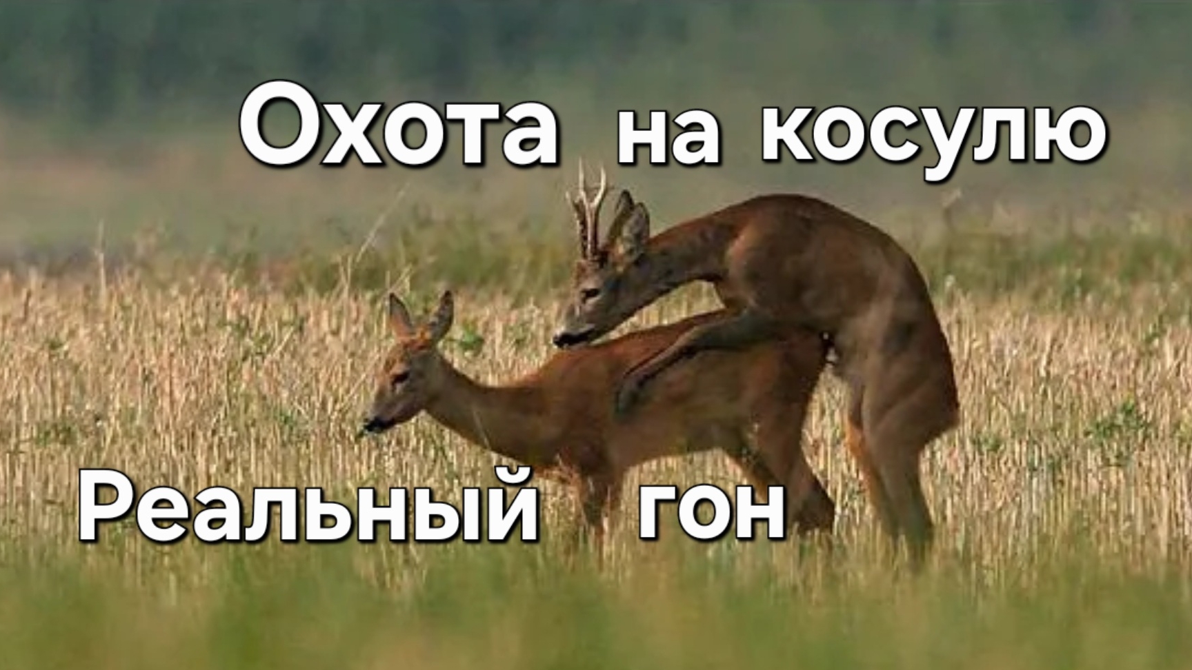 Охота на косулю. Реальный Гон смотреть онлайн