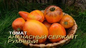 Томат АНАНАСНЫЙ СЕРЖАНТ РУМЯНЫЙ. Обзор сортов ТОМАТОВ!