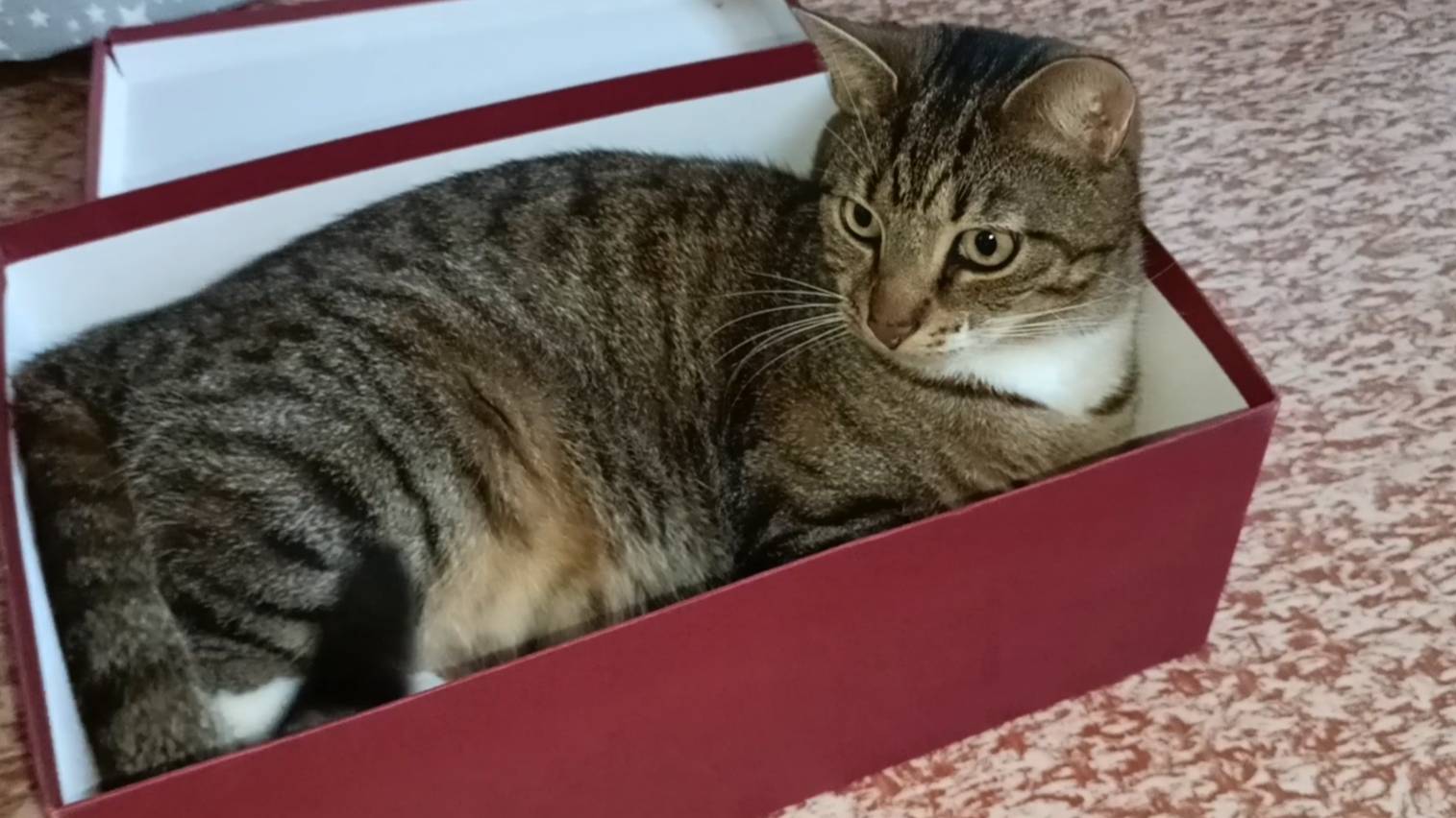 Кот лежит среди игрушек