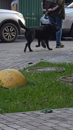 #собачки #reels #short #shorts #margo #shortvideo #shortsvideo #dog #dogs #doglife #funnydogs #funny