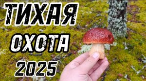 ГРИБНАЯ РАЗВЕДКА | Тихая охота 2025