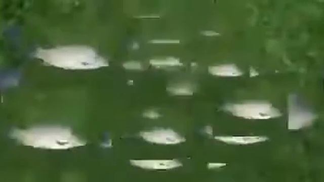 Fish Failure Sound Meme