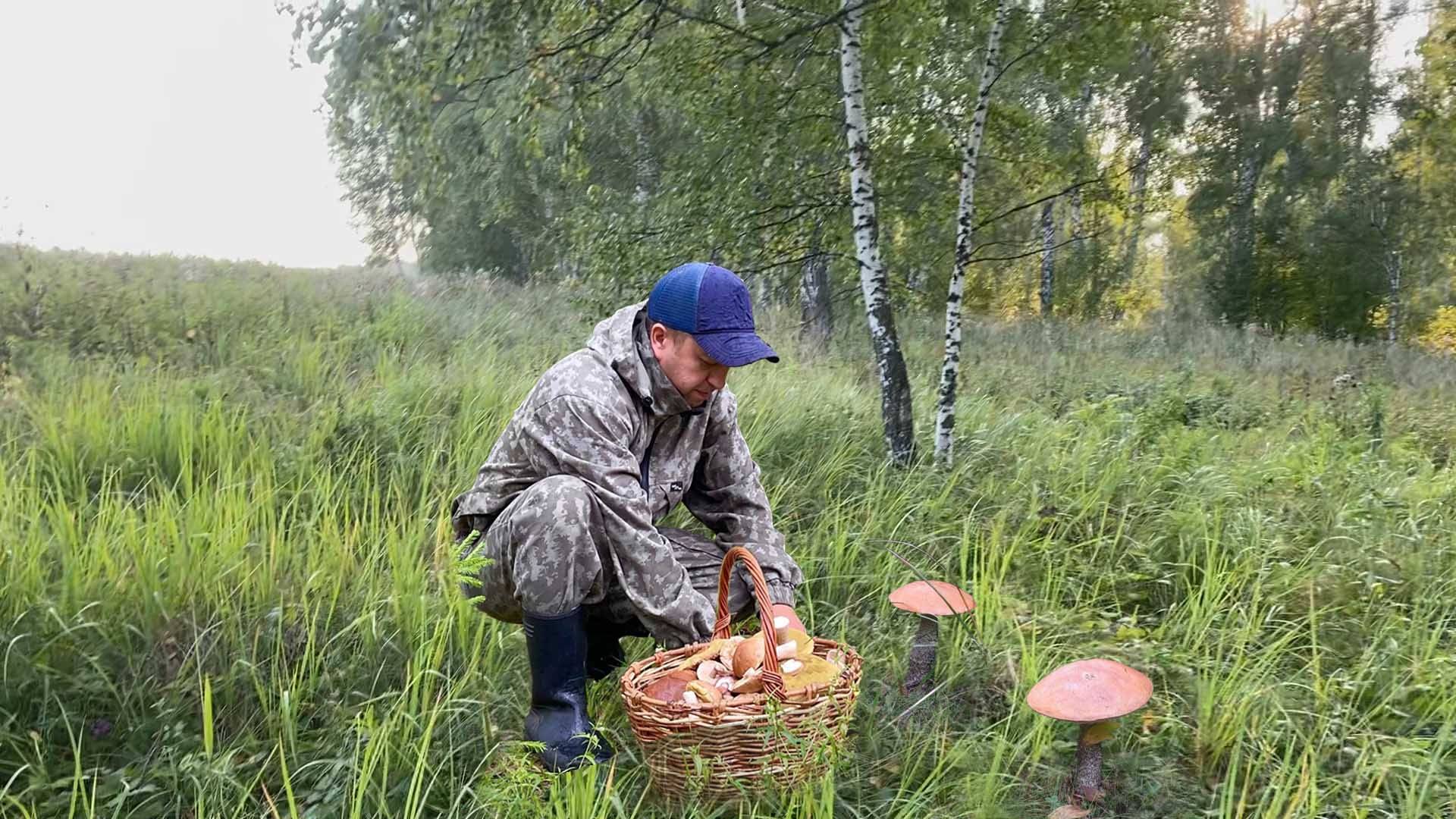 ВЫЕЗД ЗА ГРИБАМИ. Много всего и сразу, но внимание привлёк массовый выход белого и груздя