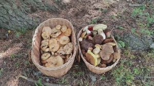 БЕЛЫЕ, ГРУЗДИ, ДУБОВИКИ! По грибы 31 августа 2025 года.