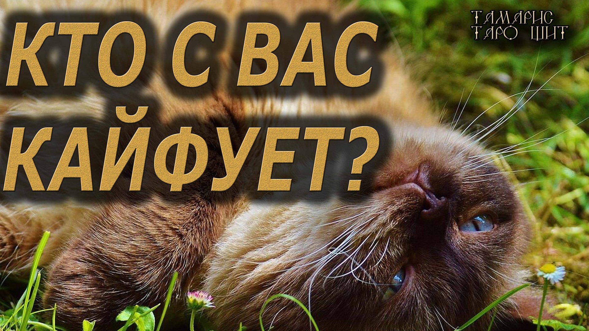 КТО С ВАС КАЙФУЕТ ? 🔥🔮🔥#гадание#на#картах#таро#gadanie#tarot#онлайн смотреть онлайн