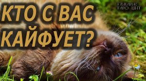 КТО С ВАС КАЙФУЕТ ? 🔥🔮🔥#гадание#на#картах#таро#gadanie#tarot#онлайн