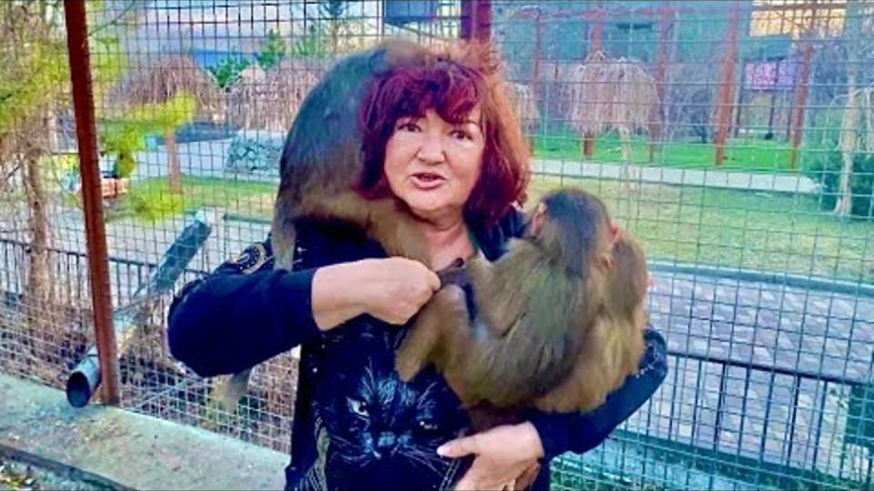 Гамадрил Люська и компания