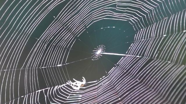 Природа Релакс с Алексеем Курносовым