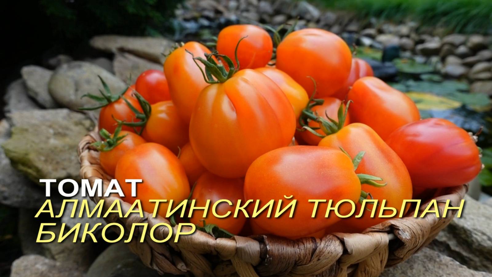 Томат АЛМААТИНСКИЙ ТЮЛЬПАН БИКОЛОР. Обзор сортов ТОМАТОВ!