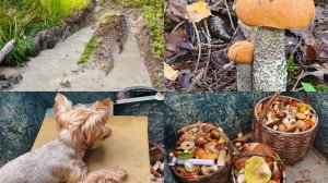 Охота за грибами продолжается .