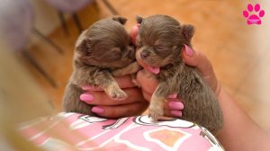 Чихуахуа открывают глазки! 11 невероятных щенков чихуахуа от четырех разным мам!