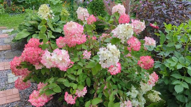 05-09-2025.Дача.Отдаю розы соседке.Любуюсь гортензией и глажу Шурика))) смотреть онлайн