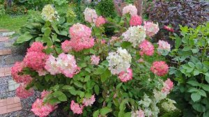 05-09-2025.Дача.Отдаю розы соседке.Любуюсь гортензией и глажу Шурика)))