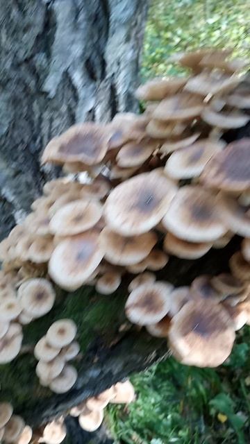 опёнок сомнения!