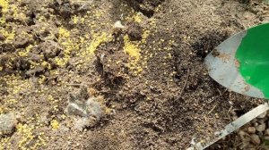 Как избавиться от муравьёв на участке! Лучший способ!!!