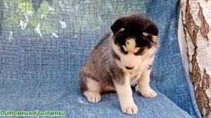 Предлагаем черно-белую, голубоглазую девочку щенка хаски, родилась 22 июля 2025 года