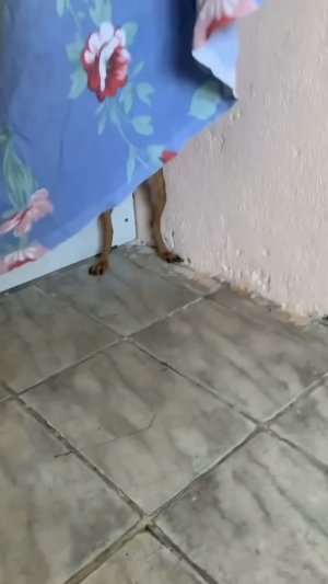 Маскировка провалена! 😼