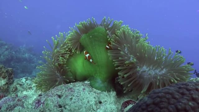 Blue Water Fascination. Music For Healing Meditation With Relaxing Beauties Of The Underwater World(