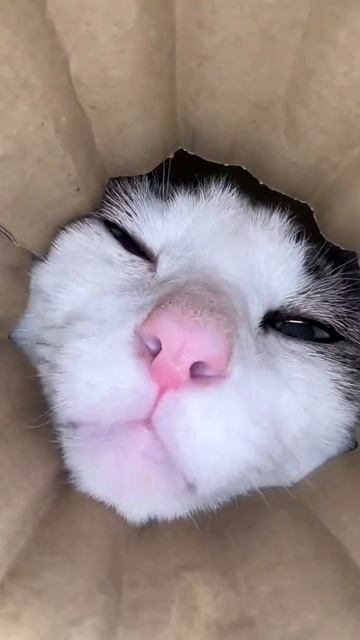 котик тянется к тебе #котики #животные #кот