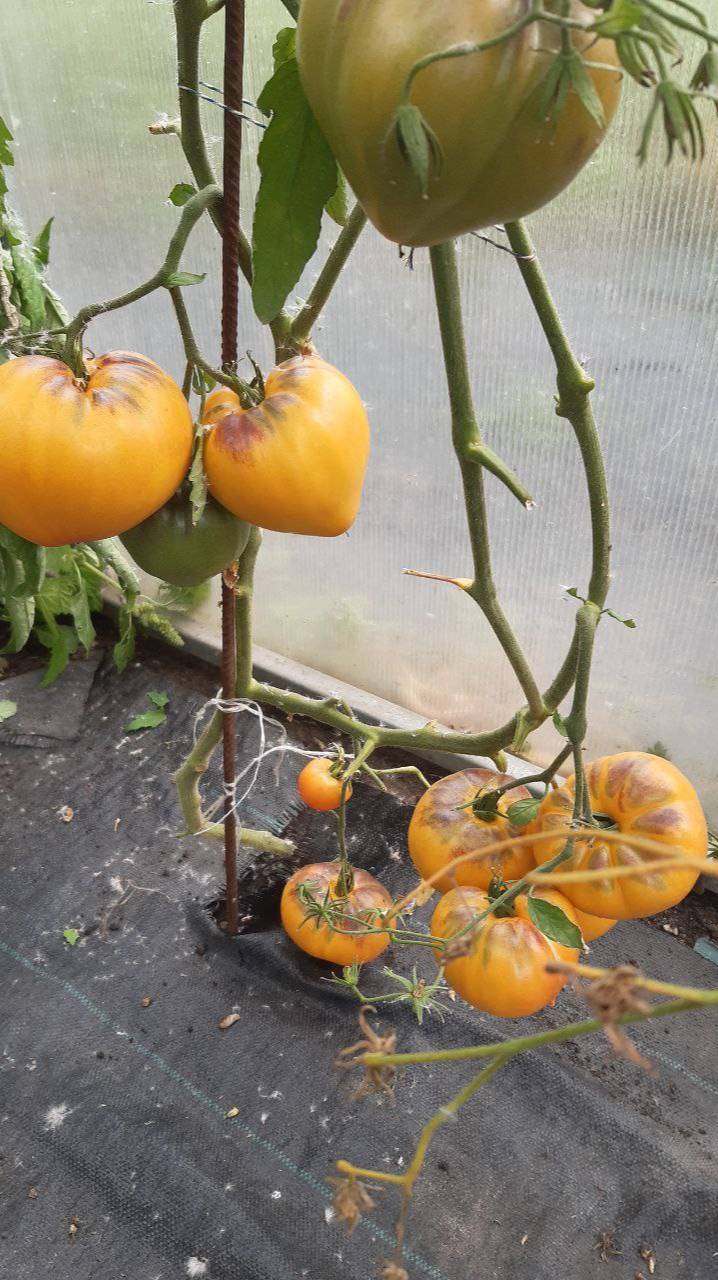 ЯНТАРНЫЙ СЕРЖАНТ смотреть онлайн