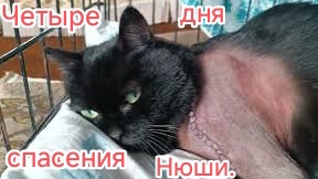 Четыре дня спасения Нюши.