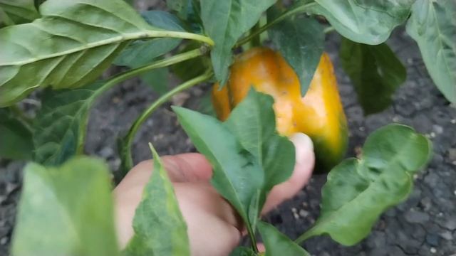 МОЙ ПЕРВЫЙ ДЕНЬ ОТПУСКА 😭🤪🙈 смотреть онлайн