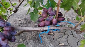 СУПЕР НОВИНКА 2025Г!!! ГФ Винограда АНАБЕЛЬ (Калугин В.М.).