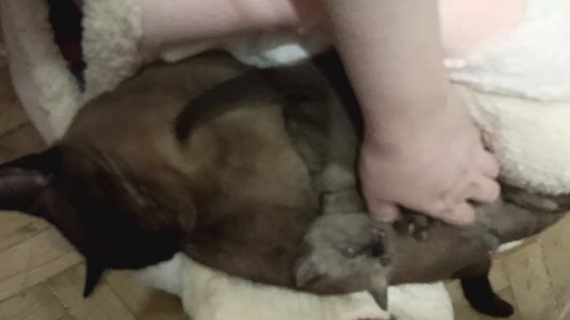 Братик развалил кошачий домик)