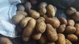 Картофель Шарвари Пирошка и неизвестный сорт не (Сынок) это