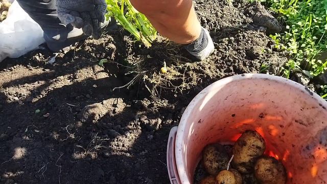Картофель Сынок ( Богатырь) убираю 1 сентября сажала 24 апреля. смотреть онлайн