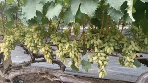 И снова красавец Голд фингер (Япония) 20.08.25г.виноградник Король В.Н. г.Краснодар 8-918-62-41-307