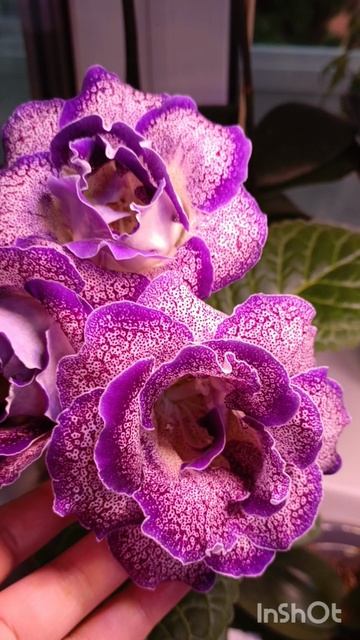 новенькие глоксинии расцвели 😍😍🙏🌱🌱🌱 смотреть онлайн