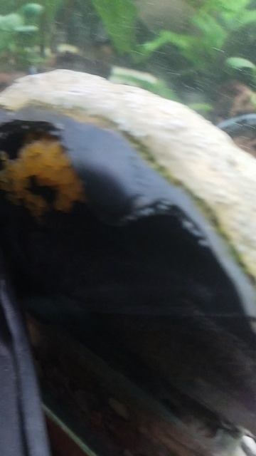 ОксанаМойАквариумНовоалтайск