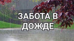 Забота о дожде ♥️ Проповедь МСЦ ЕХБ