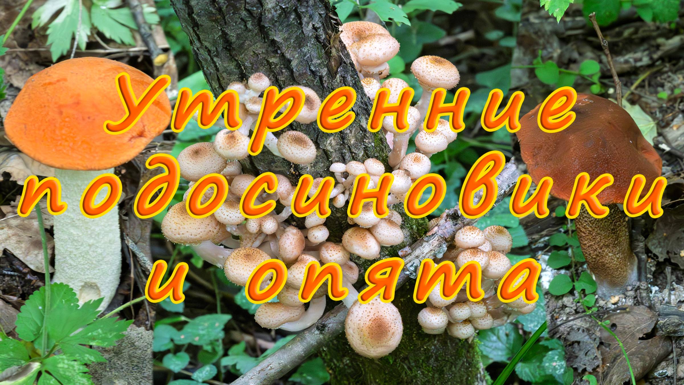 По грибы 2025! Утренние подосиновики и опята!