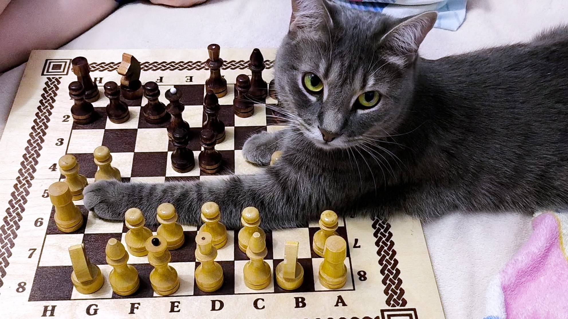 Наталья Емельяшина