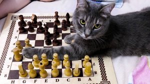 Влог. Впервые готовлю пирог 3 стакана. Играем с Ваней в шахматы.