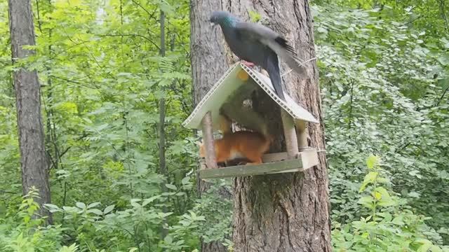 Новосибирский дендропарк. Белка и голуби. смотреть онлайн