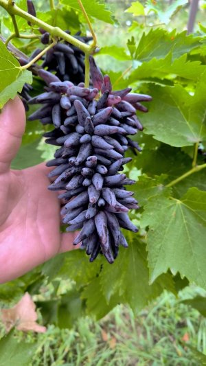 кишмиш Хэллоуин 2025г