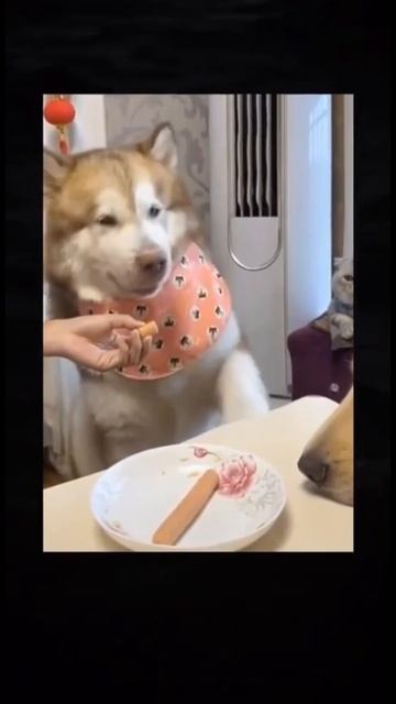 Это тебе. И это тебе. А это мне!!! смотреть онлайн