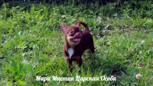 #Продаю_МИНИ_чихуахуа_и_стандарт 02/09/25 #купить_чихуахуа 89215950848