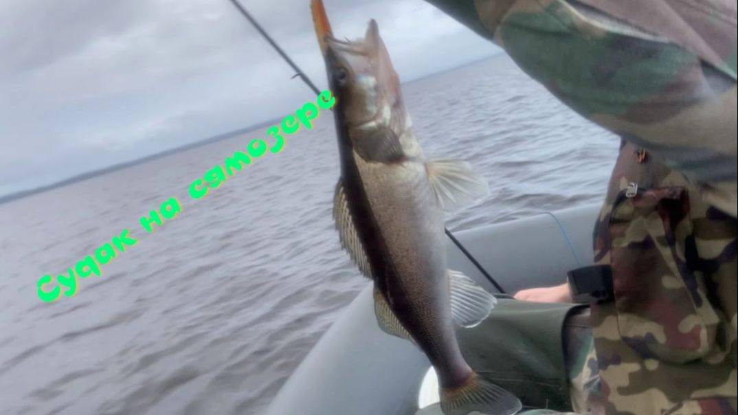 Рыбалка на Сямозере. Ловим судака. Троллинг . смотреть онлайн