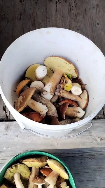 Прогулялись за грибами 30.08.2025 смотреть онлайн