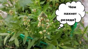 Резеда: об аромате, как растет и выглядит.