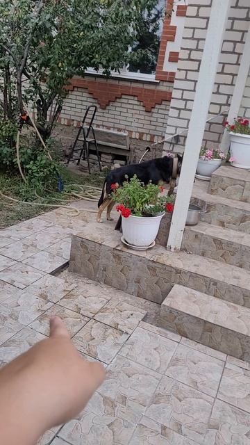 плитка на крыльце смотреть онлайн