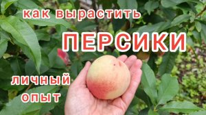 Персики.Выращивание в средней полосе без проблем