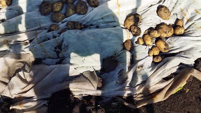 MARINA SHIRINA Of Marisabel