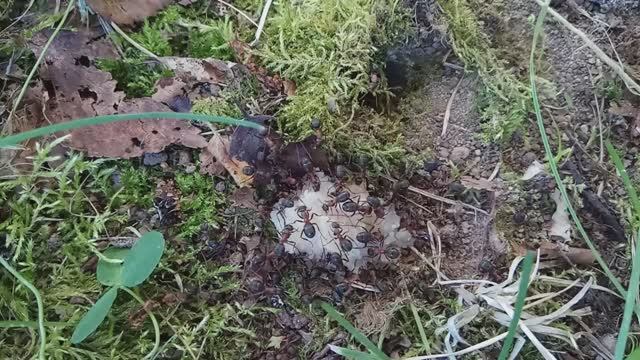 Всего понемногу