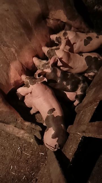 поросята пьетрен и кб